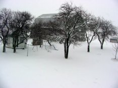 walsh backyard april12.JPG