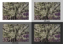 Gray  background.jpg