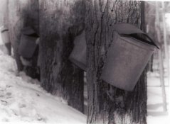 Sap Buckets Apug.jpg