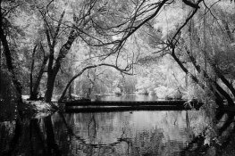 pregnancy photos toronto.jpg