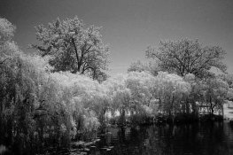 professional baby photos.jpg