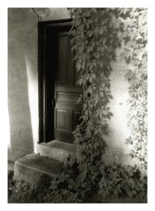 Five Panels and a Dragonfly.jpg