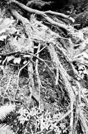 SP200 Beutler GD Moen001.jpg