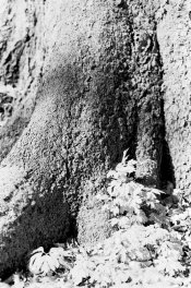 SP200 Finol Naestved001.jpg