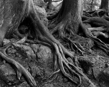 9 Roots at Rattlesnake#75F7.jpg