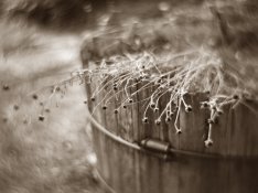 Brenham Planter (adj) sm for web.jpg