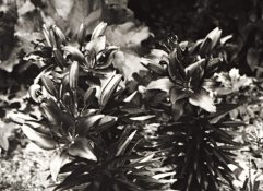 PufAmidstPosies-crop1.jpg