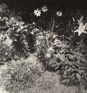 Puff Amidst the Posies.jpg