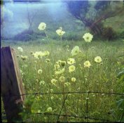 imgb123-weeds-sm.jpg