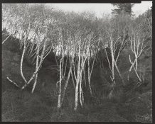Alders, Houda Point, Humboldt Co_8x10.jpg