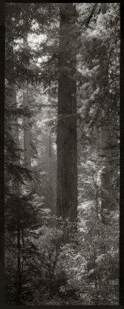 WSRedwoodV4x10.jpg