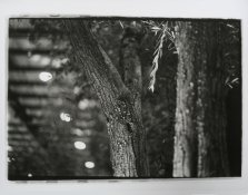 indoortree.jpg