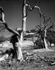 17078479-lg.jpg 17078479-lg.jpg