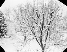 Xray-Rodinal50-60degrees-9min-1200-merge1MSA-L.jpg Xray-Rodinal50-60degrees-9min-1200-merge1MSA-L.jpg