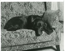 LuckyOnTheSofa.jpg LuckyOnTheSofa.jpg