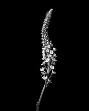 Stem-Flowers.jpg