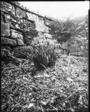 20140312_1122-P_10x8-Pinhole-paperneg-Rodinal-1200-001-1.jpg