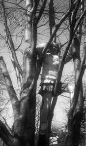 tree.jpg