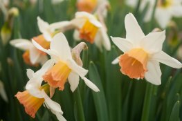 CZJ_50_2.8_test-1-5.jpg