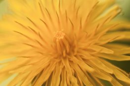 CZJ_Tessar_50_1.7_test-1.jpg