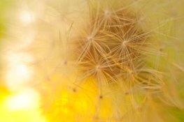 CZJ_Tessar_50_1.7_test-2.jpg