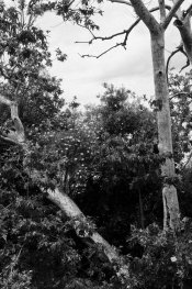 fp4 reversal 1 .jpg fp4 reversal 1 .jpg
