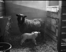 black-sheep&-lamb1.jpg