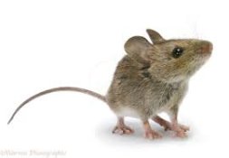 mouse.jpg