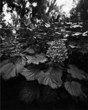 pinhole.jpg