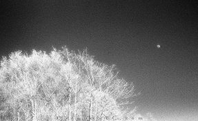 KodakHIE-Rodinal50-10p5mR-2400-36.jpg