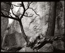 WSOak, Pine, Rock.jpg