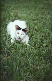 Zenit 3m,Svema color.jpg
