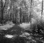 forest03d.jpg