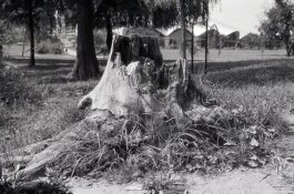 Azopan 50 ISO redus.jpg