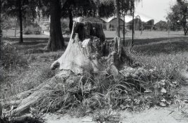 Dup Positive 12 ISO.jpg