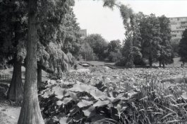 Dup Positive a 12 ISO.jpg