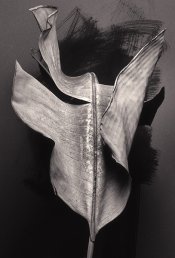 palm_leaf_1_bw_sm.jpg