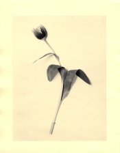 tulip1.jpg
