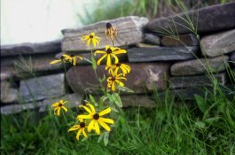 DAISIES.jpg