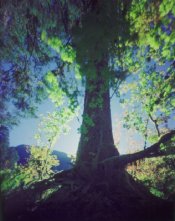 spruce vine maple.jpg