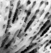 4x5_shell_Scan-081030-0001_crp.jpg