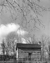 cabin_tree.jpg