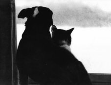 Like cats and dogs.jpg