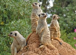 img_ex_meerkats_and_prairie_dog_exhibit.jpg