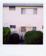 sx70-next-door-wall&flwrs.jpg