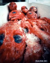 deadfish.jpg