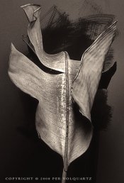 palmleaf2cr2008bw.jpg