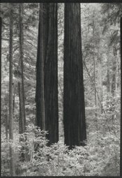 TwoRedwoods.jpg