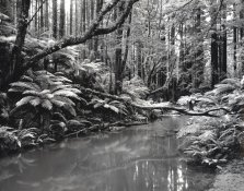 RedwoodCreekScan-Pencil Mask - 33S F8 G3 - Burning In - Selenium.jpg RedwoodCreekScan-Pencil Mask - 33S F8 G3 - Burning In - Selenium.jpg