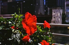 Hibiscus.jpg